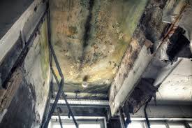 Best Commercial Mold Inspection  in USA